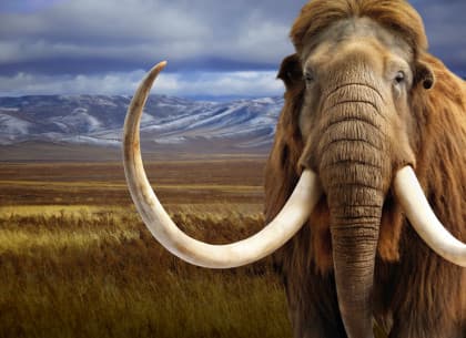 Ausstellung „Eiszeit“